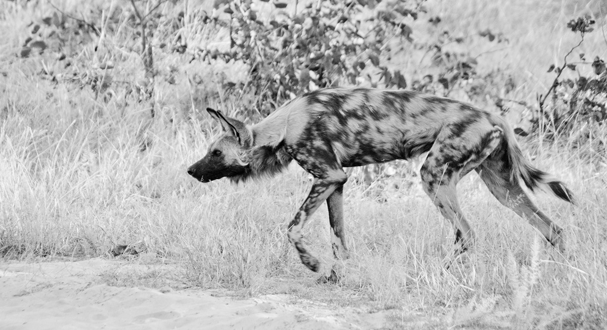 africa Okavango Botswana wildlife hyena elephant Nature wild dog lycaon wilderness Khwai   okaroo Kudu hornbill
