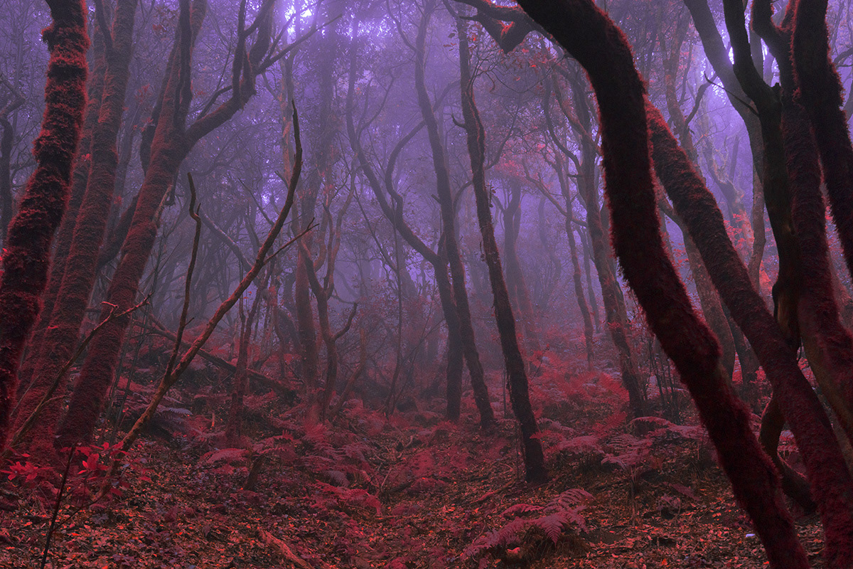 blue fog forest Landscape mist mystery Nature pink quiet red