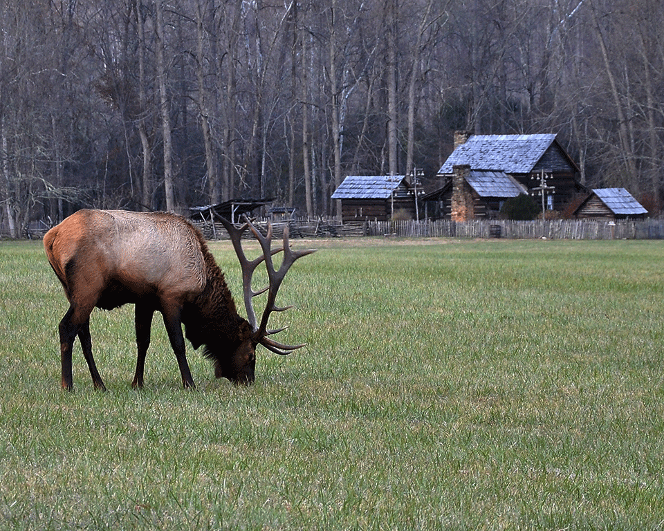 Cades cove smokies Cherokee National Forest Whitetail Deer deer elk cabins