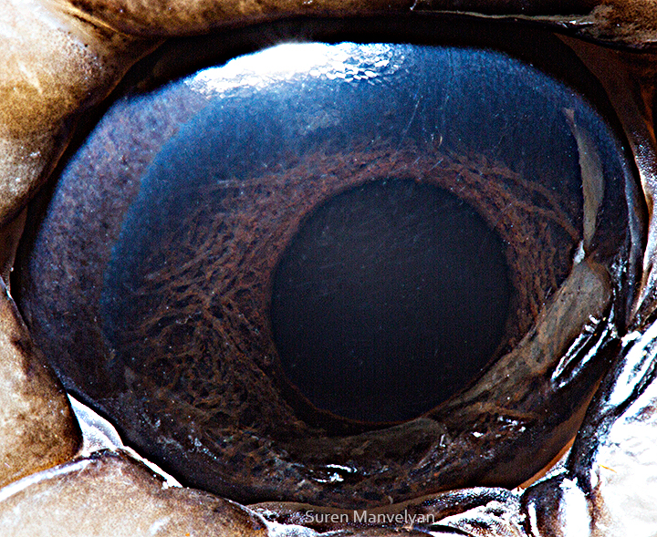animals eye animal iris PUPIL diafragm look see Pet snake lizard gecko owl bird watch