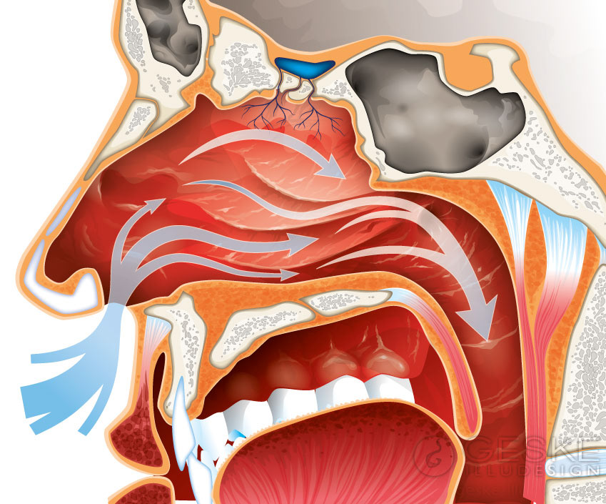 medicine scientific flesh bone blood skull muscle descprition tooth