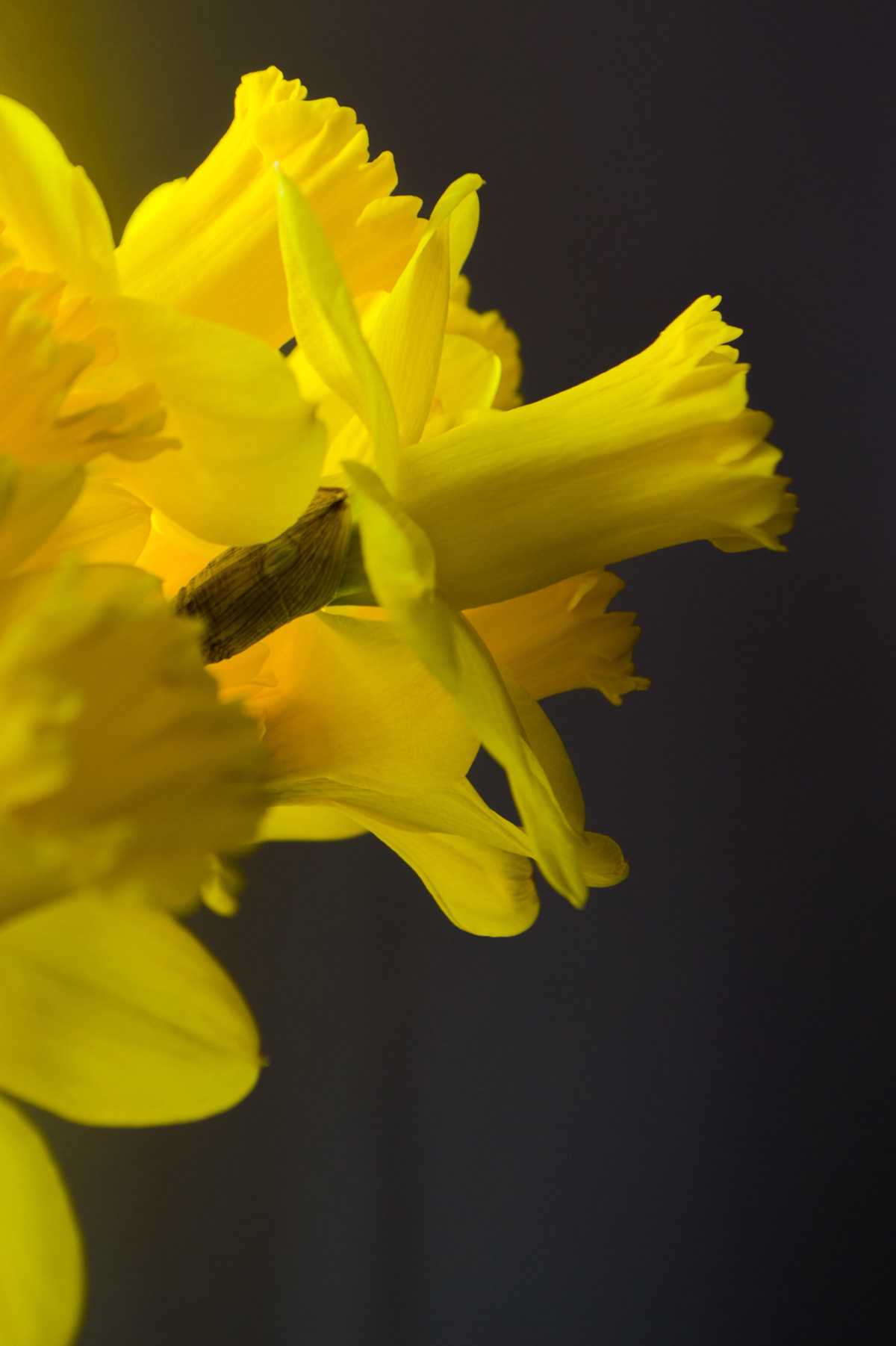 daffodils spring daffodils yellow daffodil