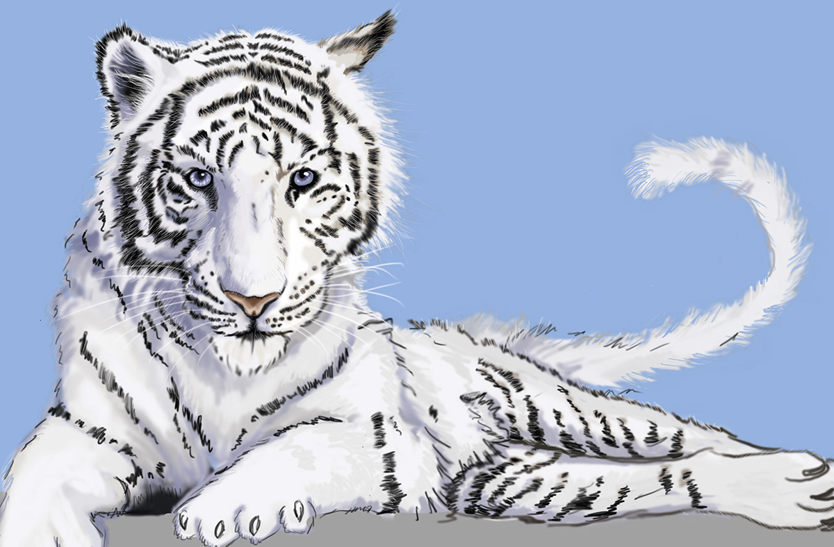 Illustration photo réaliste Tigre Blanc white tiger