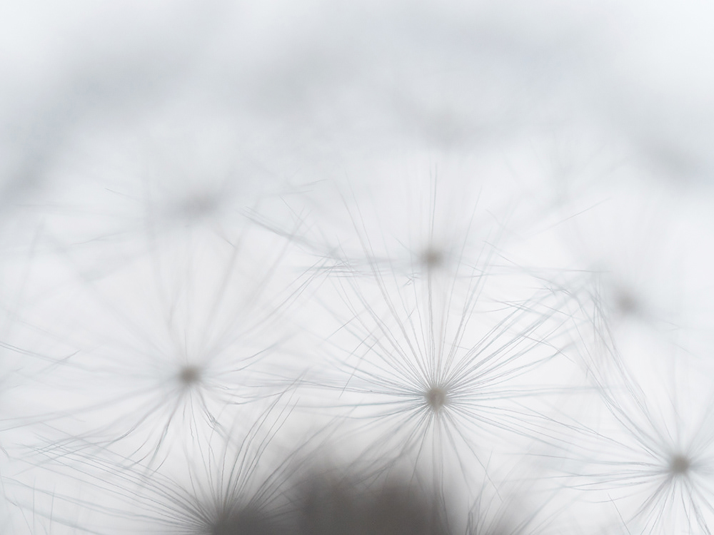 dandelion clock seed-head tick tock ephemeral intricate macro detail flower abstract