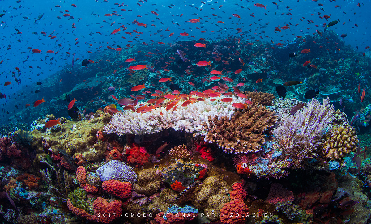 underwater diving komodo coral reef Nature Ocean photographer reef zolachen