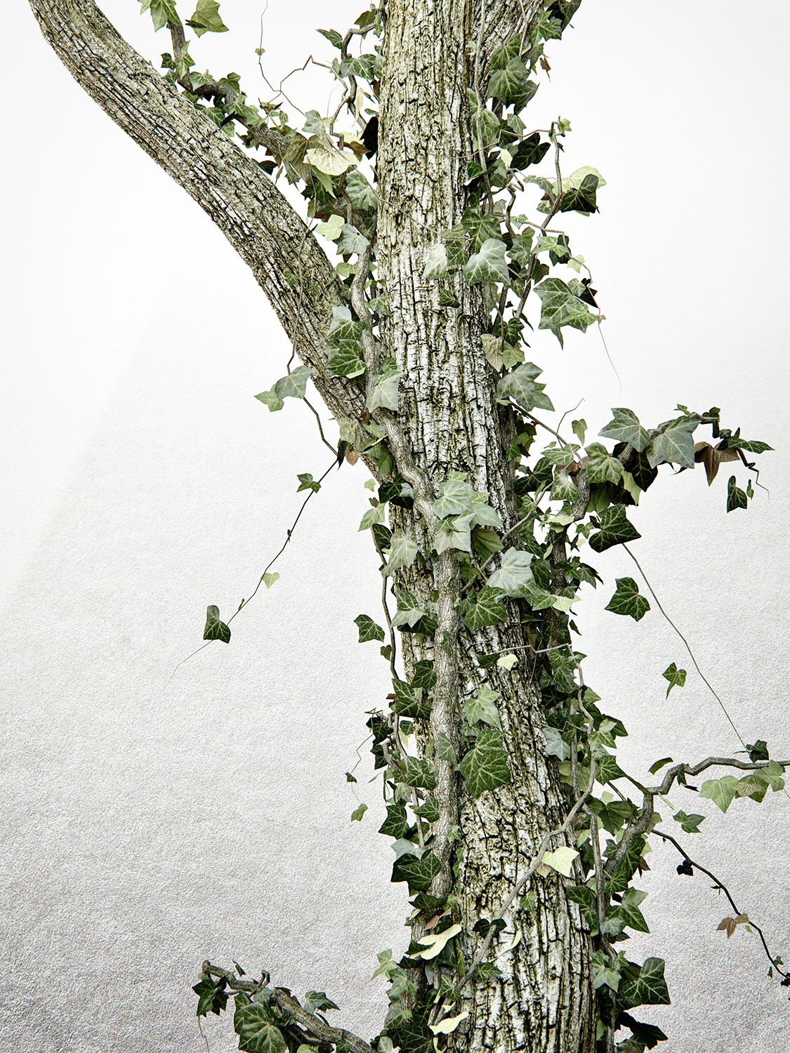 ivy Tree  exterior 3D model