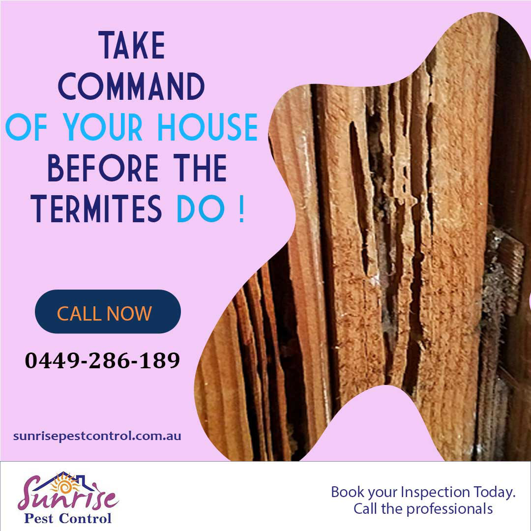 Termite Control Termite Termite Treatment Termite Control Services Pest Control pest control services