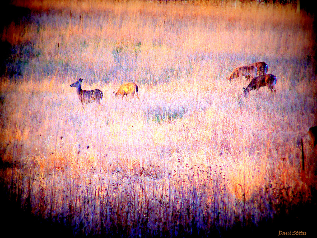 deer White Tailed Deer meadow field sunset sundown DUSK light Nature natural wildlife animal wilderness wild grass
