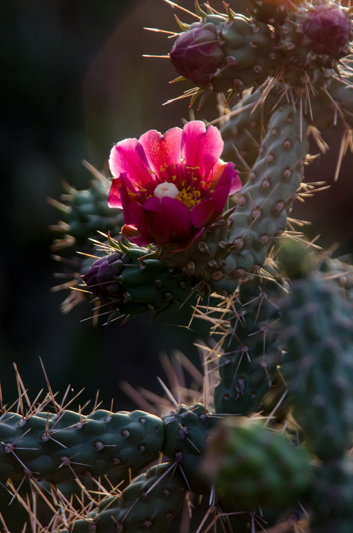 arizona Phoenix Grand Canyon cactus flower canyon red rocks desert desert botanical gardens Sedona