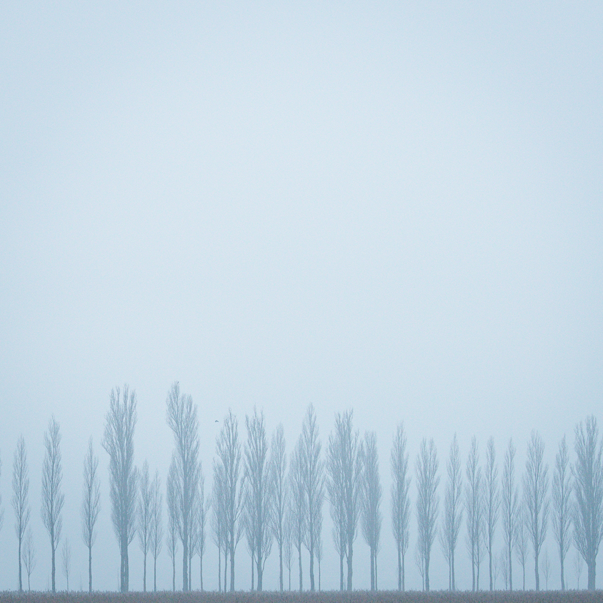 fog nebula nebel dust soft Tree  allee alley forest lake MORNING cold blue DAWN art
