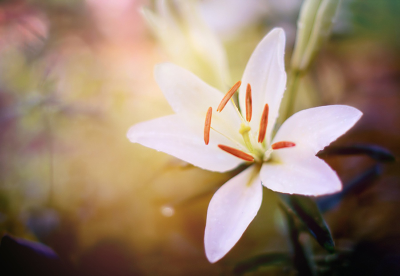 antrisolja Nature macro flower floral digital photo colot kiev ukraine