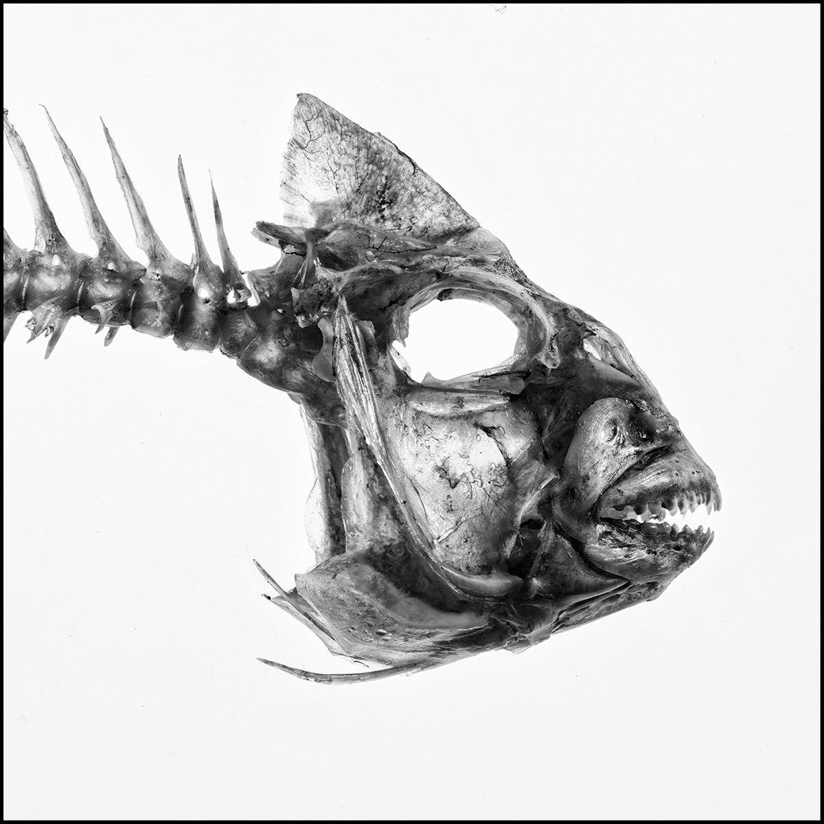 fish bones Fishbones portraits White skeleton tooth art artphotography FINEART wild black and white