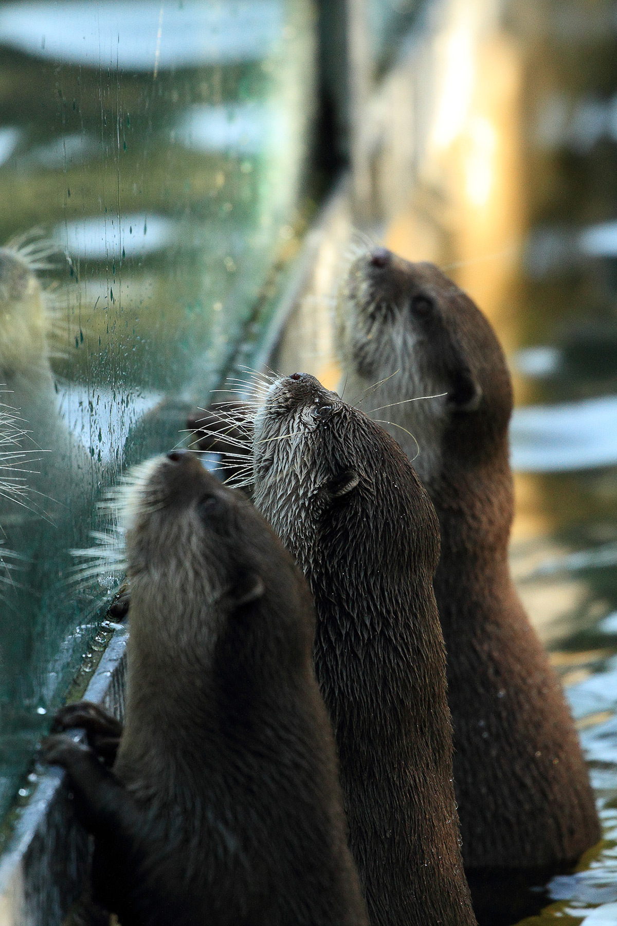 animal otter zoo