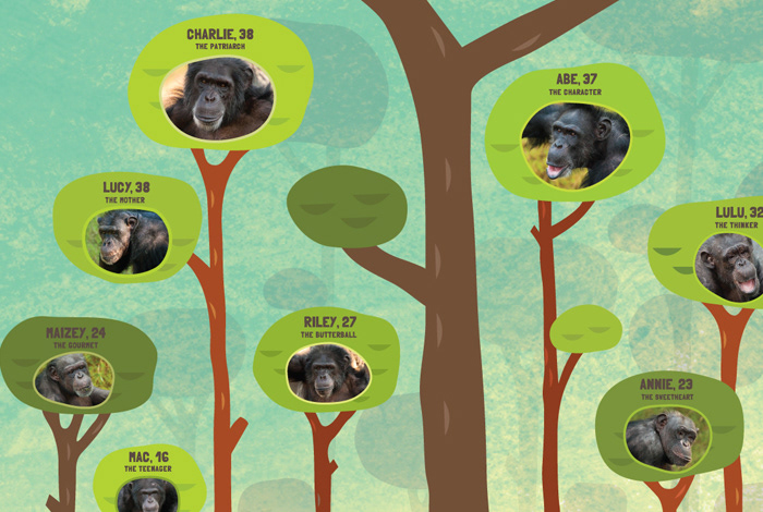 zoo houston zoo poster animal chimpanzee wild Tree  texture