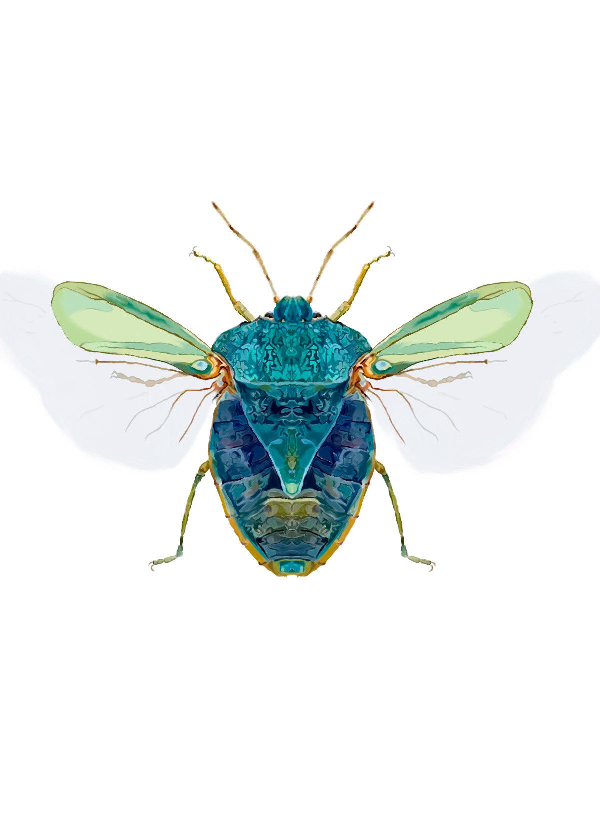 insect ILLUSTRATION  Digital Art  photoshop