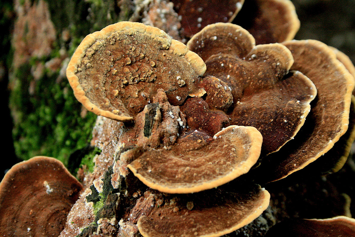 India wild forest Beautiful jungle himalayas SUKHMAN DHILLON  Love Mushrooms