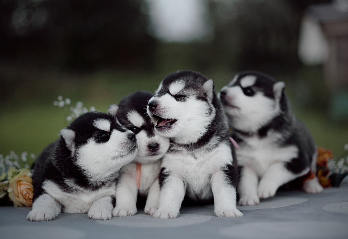 husky siberian husky dog dogs puppy puppies siberians cute whatever