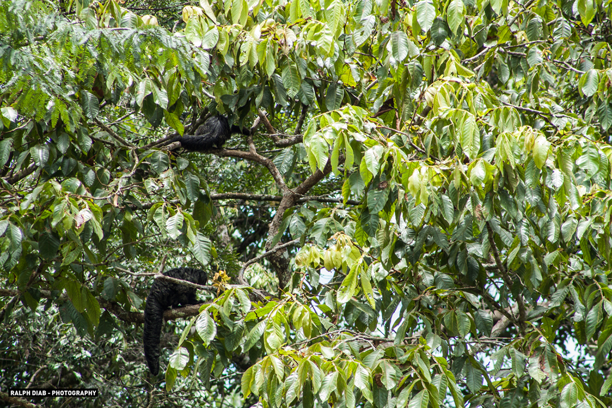 jungle national reserve Ecuador bird species animals monkeys eagle macaw parot trees lake river