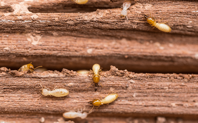 النمل الابيض رش مبيدات بالرياض مكافحة النمل الأبيض مكافحة النمل الابيض