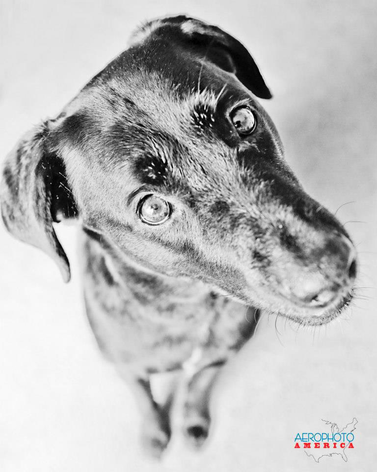 dogs pets Pet portraits Dog Portraits poodles Poodle black dog white dog