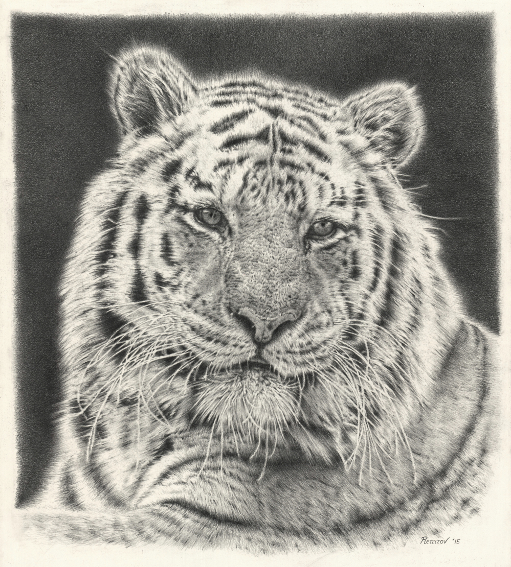 Tiger Pencil Drawing on Behance