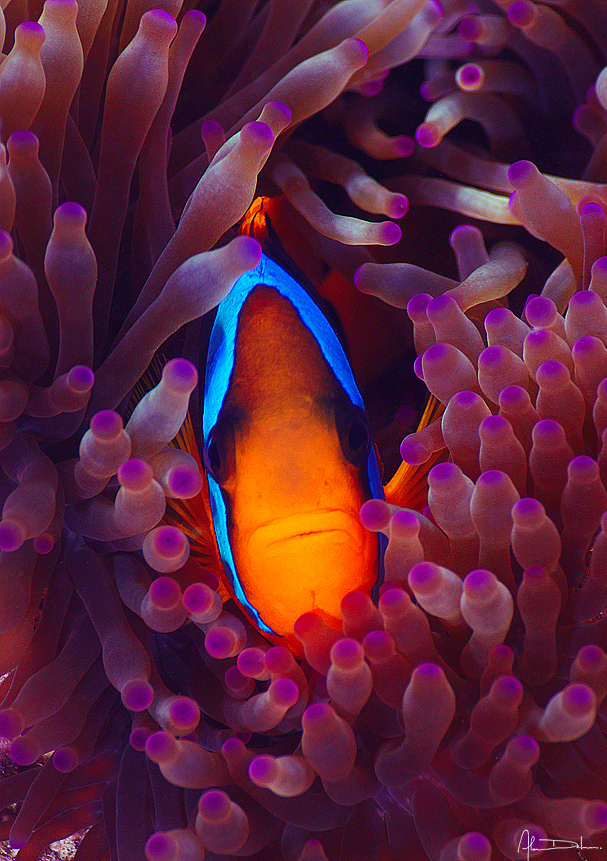 underwater macro fish Ocean sea