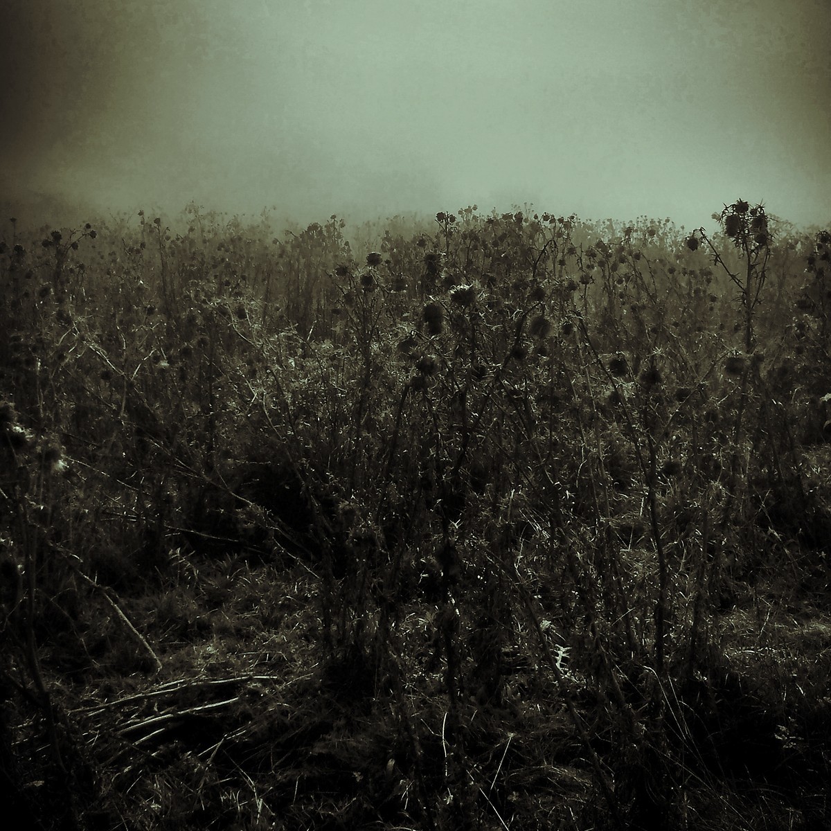 Les Bauges  Savoie alps smartphone pictorialism Landscape