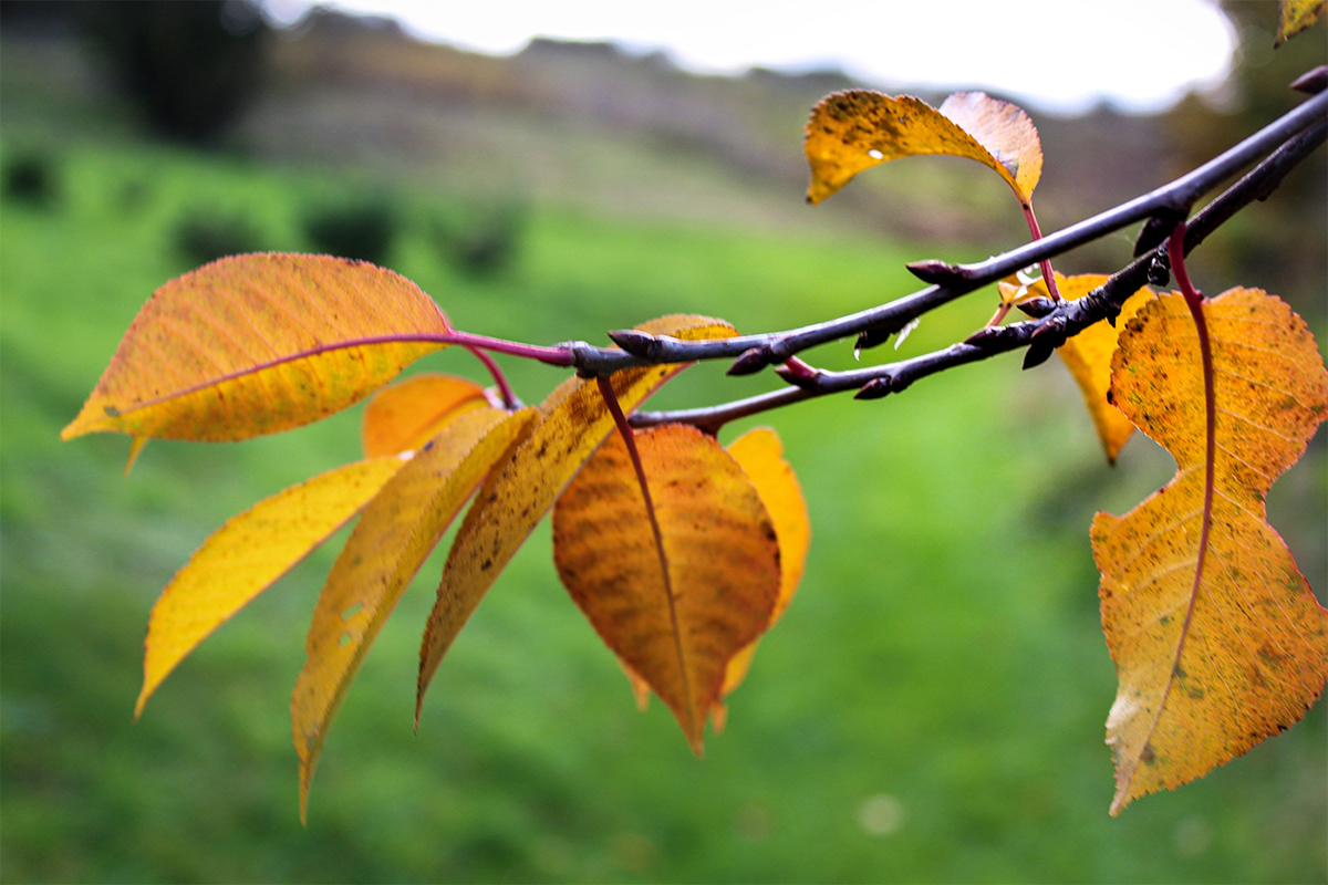 Photography  landscapes details berries leaves blur autumn colours AdobeCapture Capture patterns