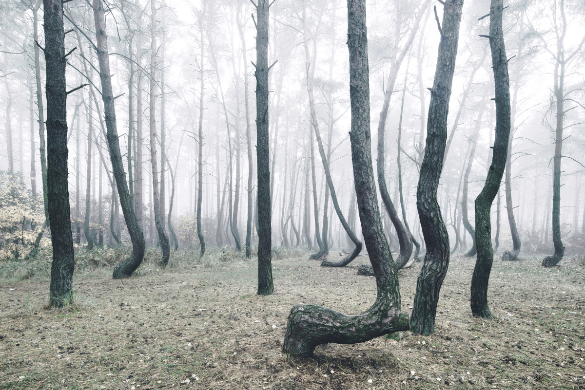 forest wood landscape photography crooked forest poland trees