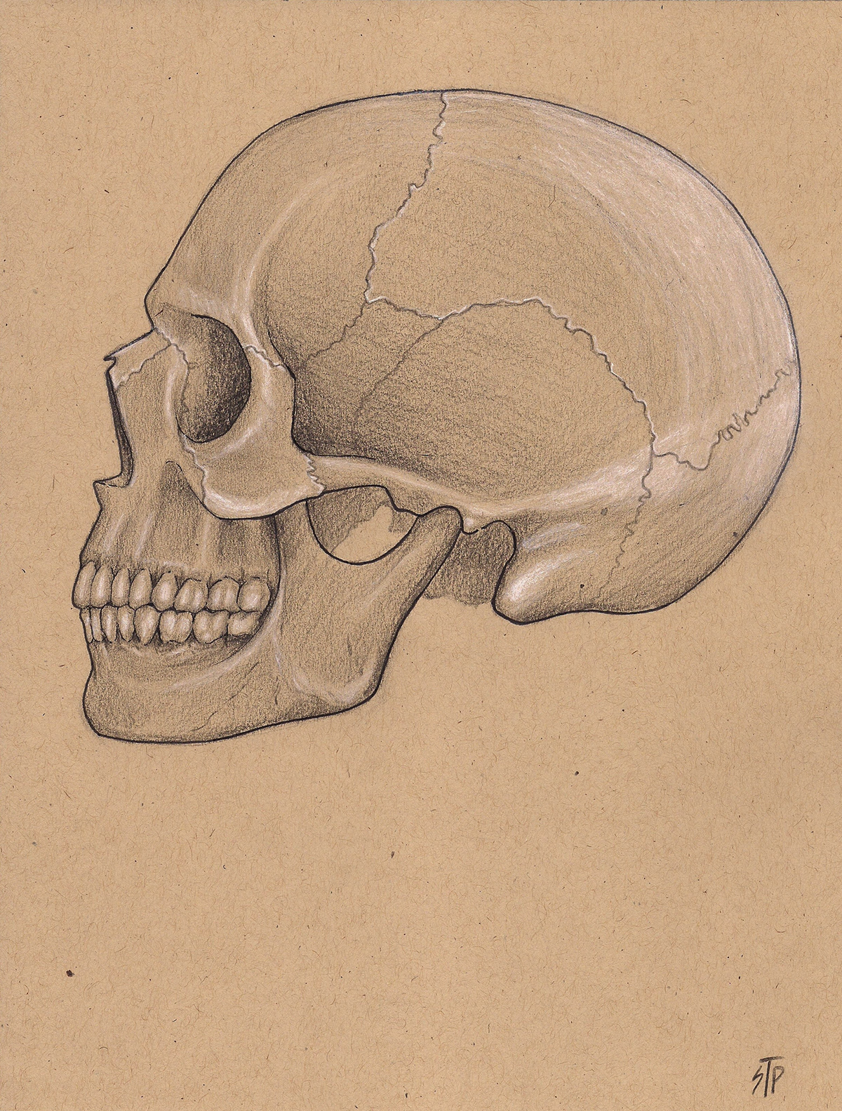 anatomy bones anatomical drawing skull ribcage Toned Paper charcoal muscles