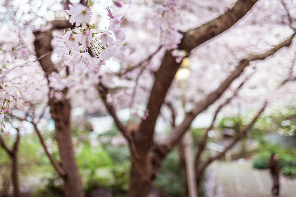 sakura Cherry blossoms spring city