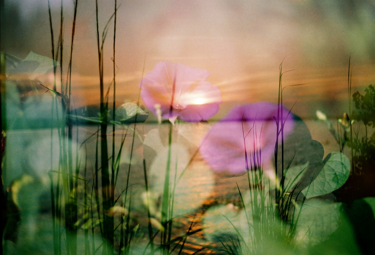 In-camera double exposure of morning glories and a sunset lake on 35mm film.  