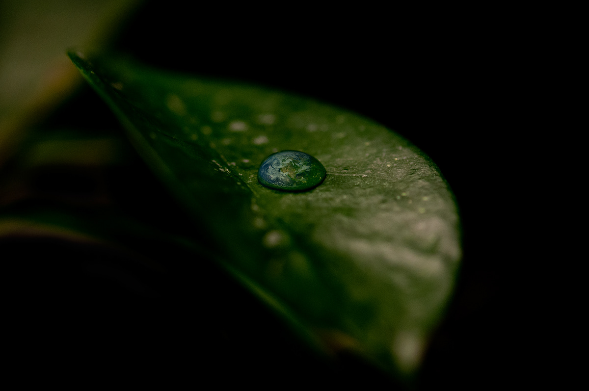drops  drop rain Raindrops Raindrop water leaf leafs outside Nature denmark rene Lindberg odense earth Plant plants