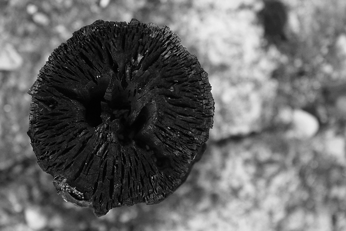 woods fire photo forest Photography  blackandwhite bw ash