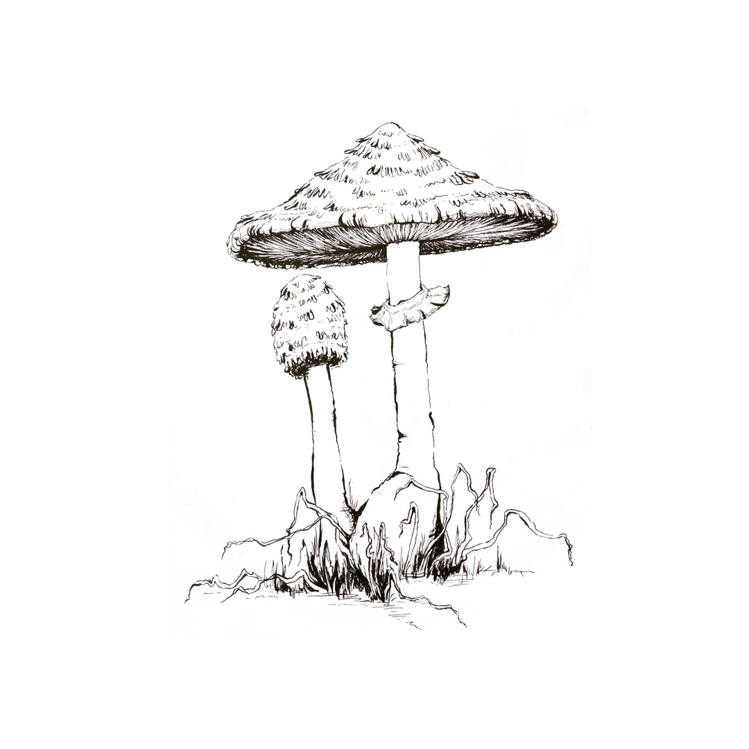 artist artwork black and white Drawing  ILLUSTRATION  ink drawing mashroom Nature sketch