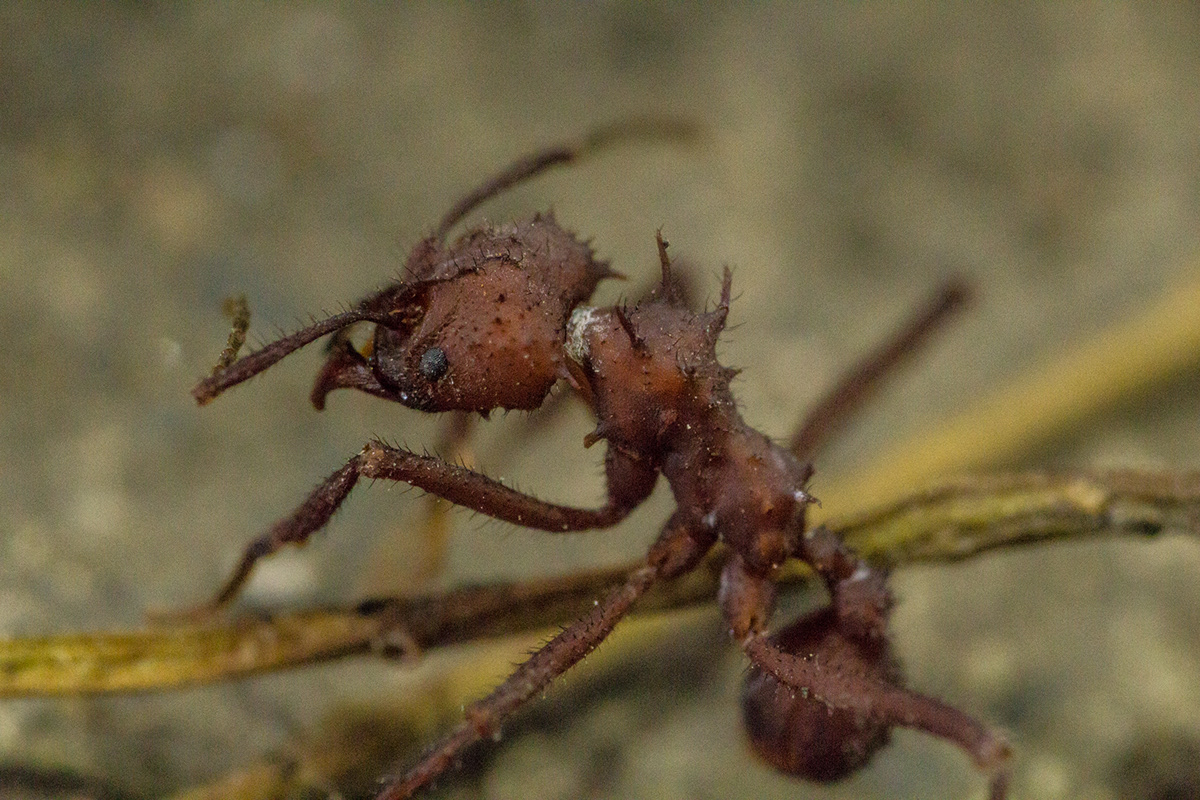 insect macro ant spider libelula insecto hormiga araña small live Nature