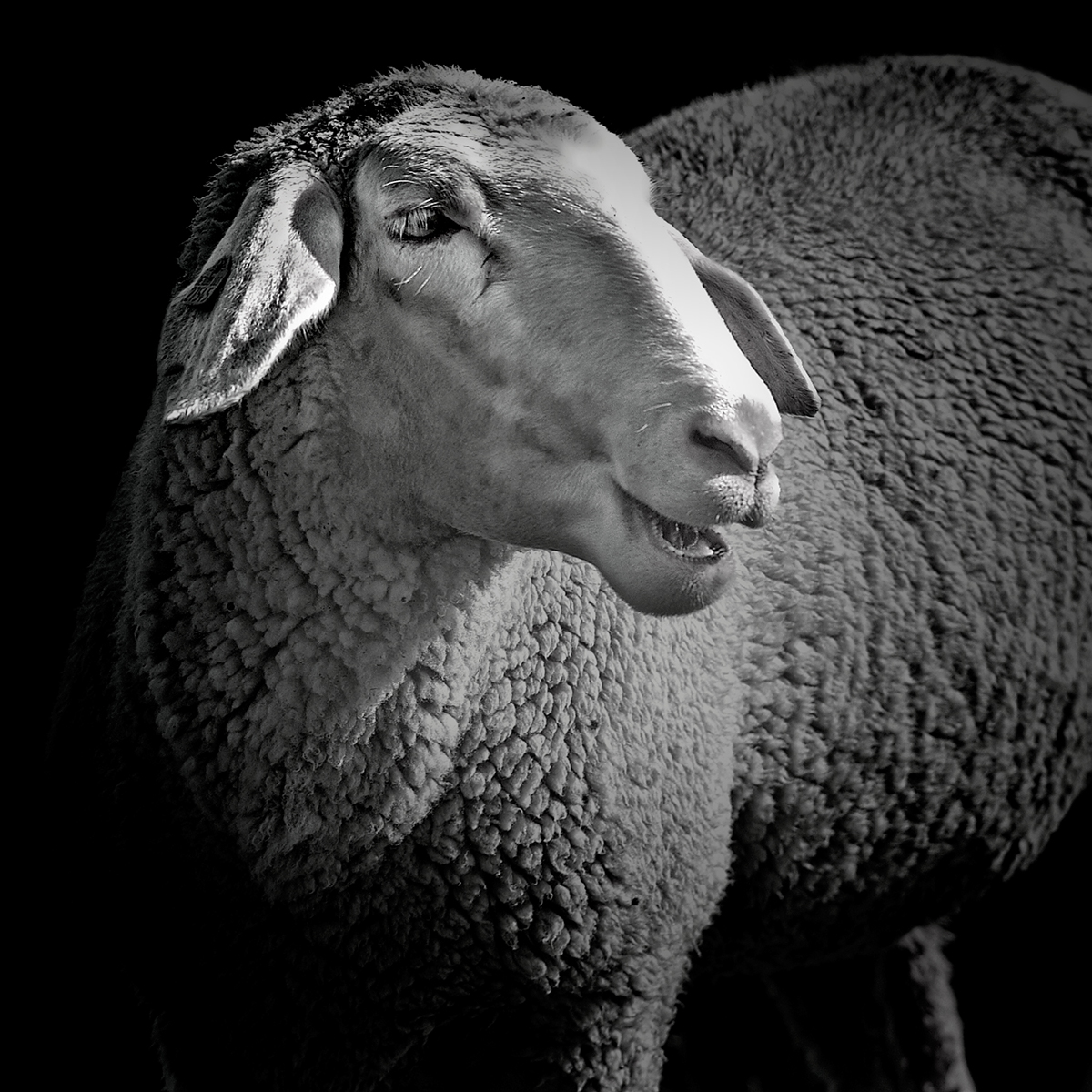 sheep flock  animal  nature black and white