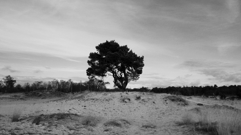 black & white black and white photo Loonse en Drunense Duinen Nature Sunny trees leaves sand