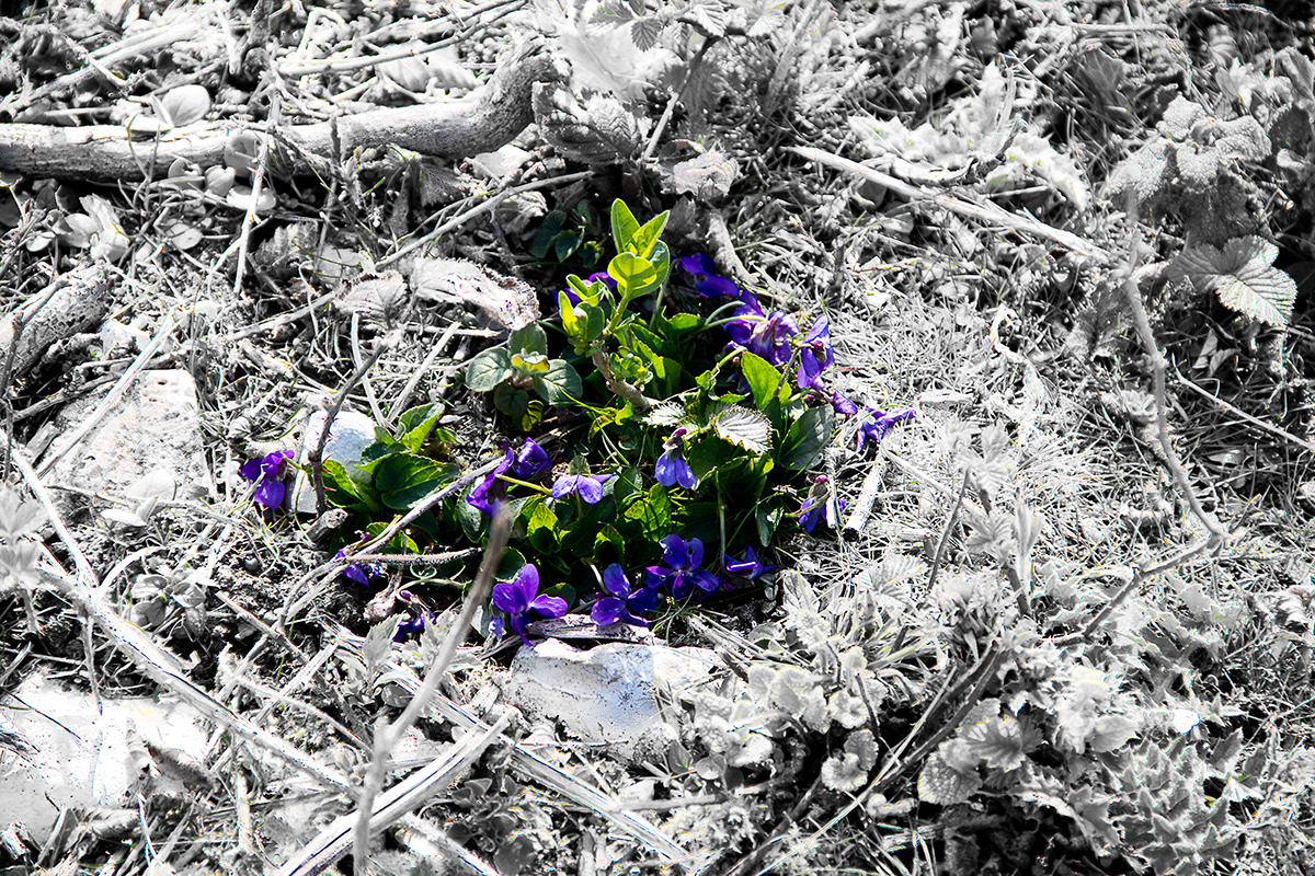 flower images editing closeups