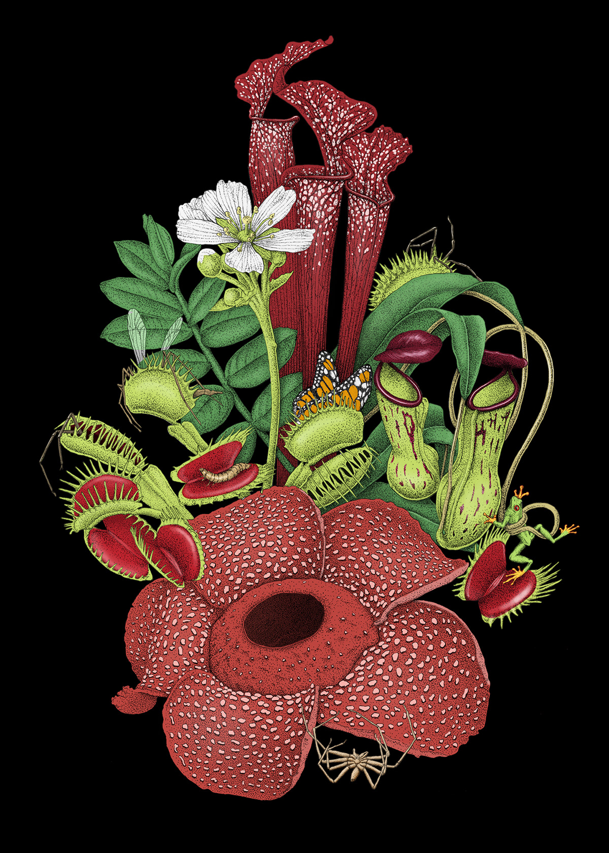 ILLUSTRATION  botanical animation  Nature digital Plant floral Flowers design art