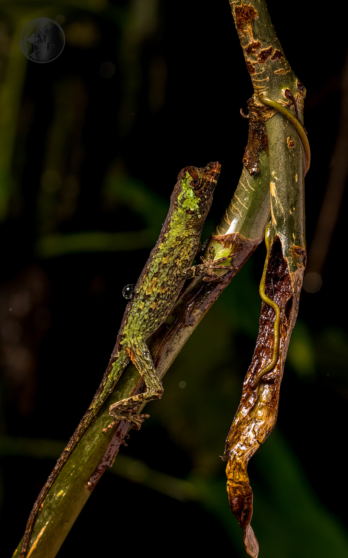 animal Canon Costa Rica. Macro Photography Nature photographer Photography  wildlife Wildlife photography