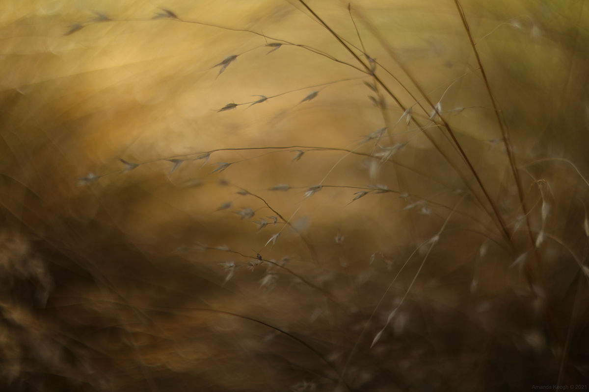 depth of field grass grass seeds growth light and shadow Nature Photography  survival Tussock Vintage lens