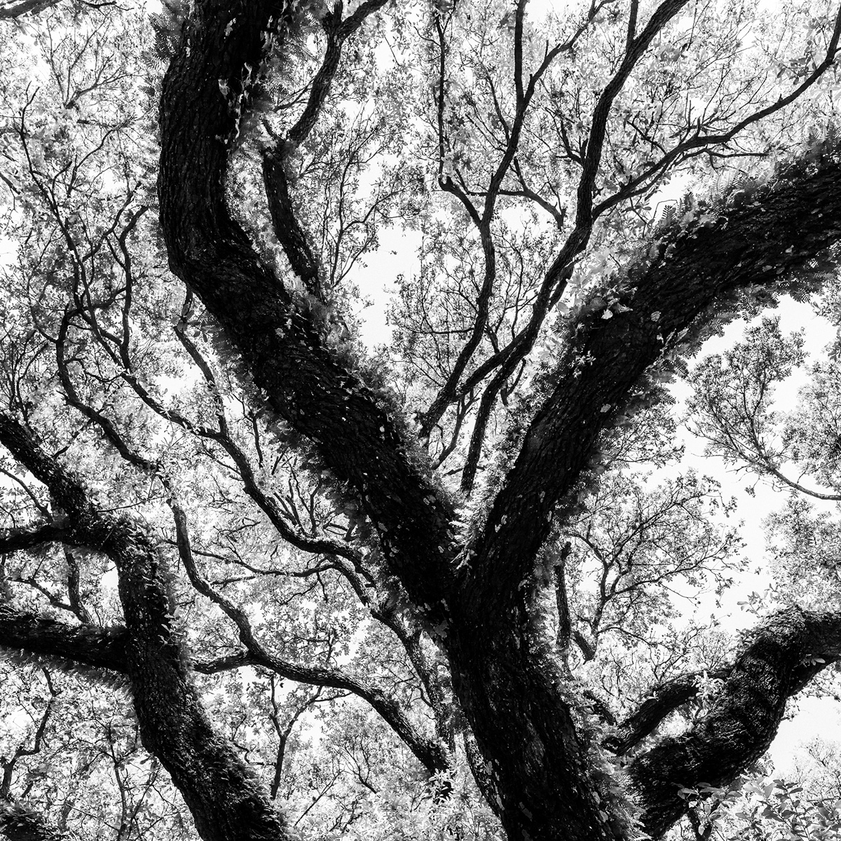 houston South Blvd trees abstract black and white Landmark oak trees texas Mabry Campbell image photo West University Landscape Intimate Landscape Tree 