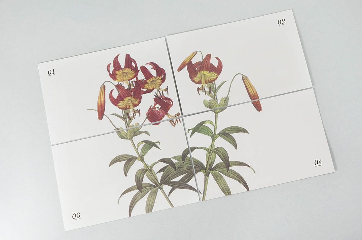 postcards botanical illustration composition souvenir
