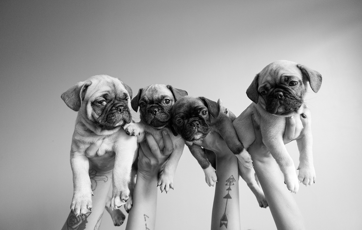 Pug pugs dogs dogs photography bnw Mascot