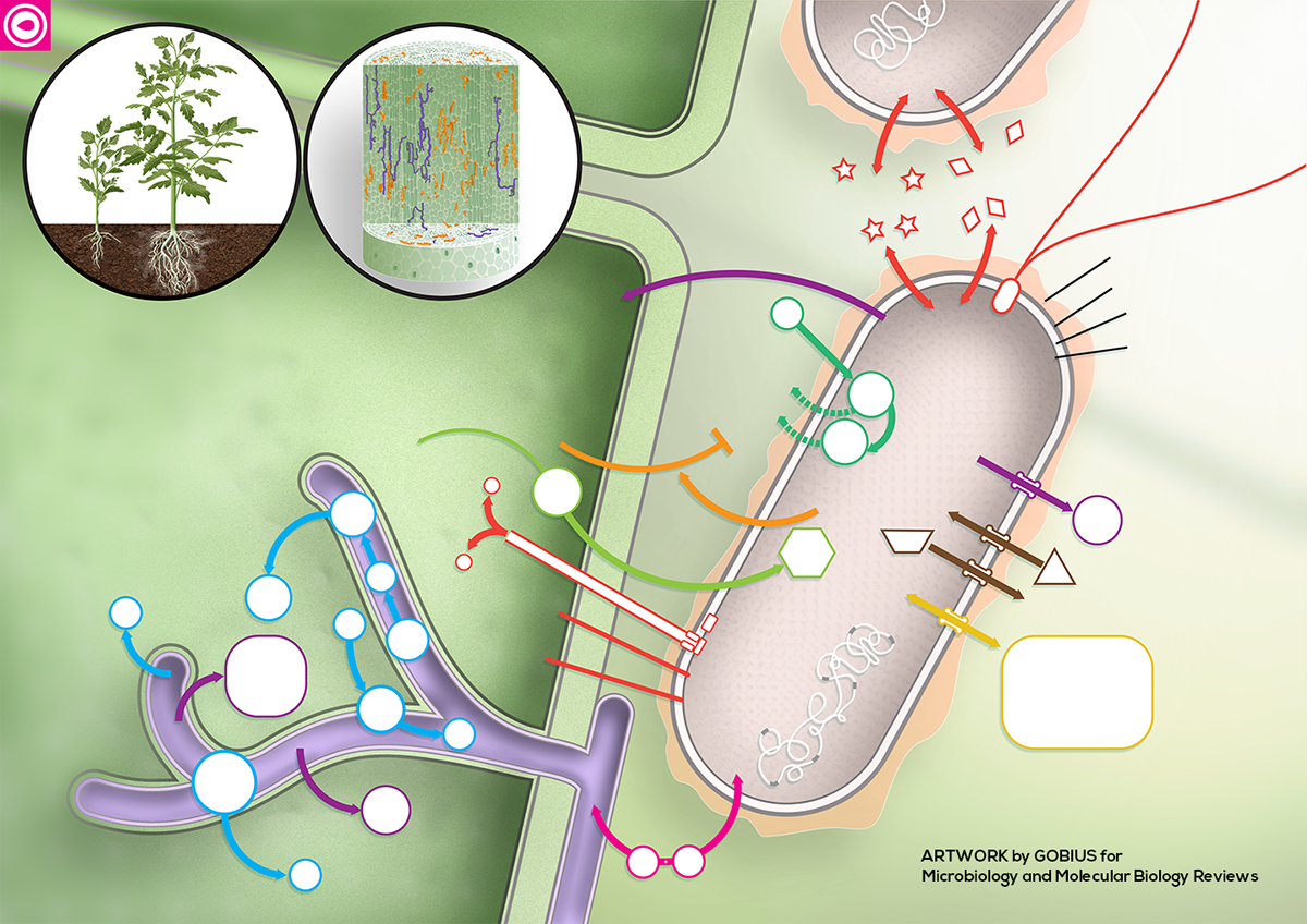 science Celular Plant Bacteria Biome