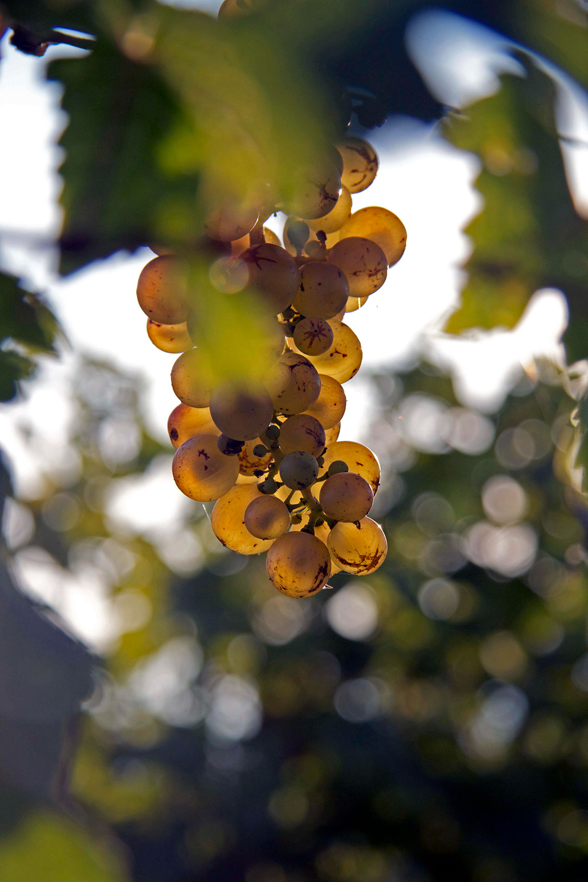 grapes wine Vineyards harvest Switzerland