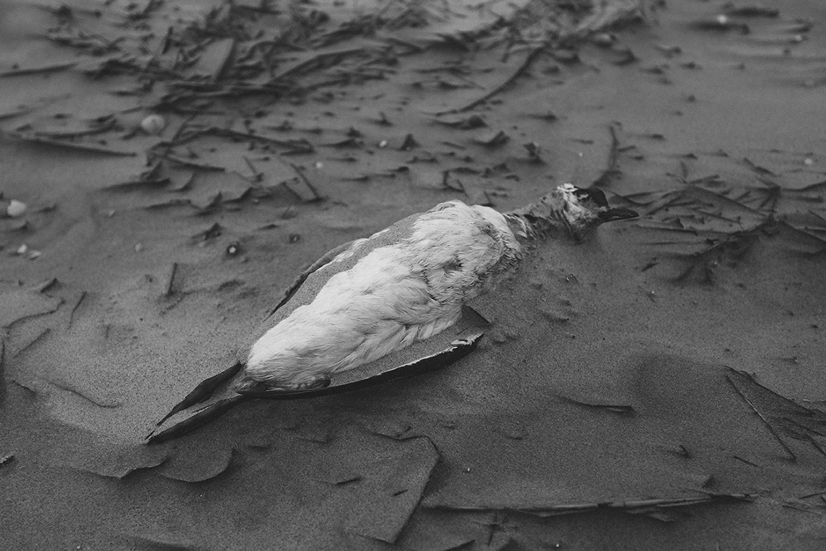 norderney fotografie Fotos Strand tiere schwarz Weiss sand sea Island Insel