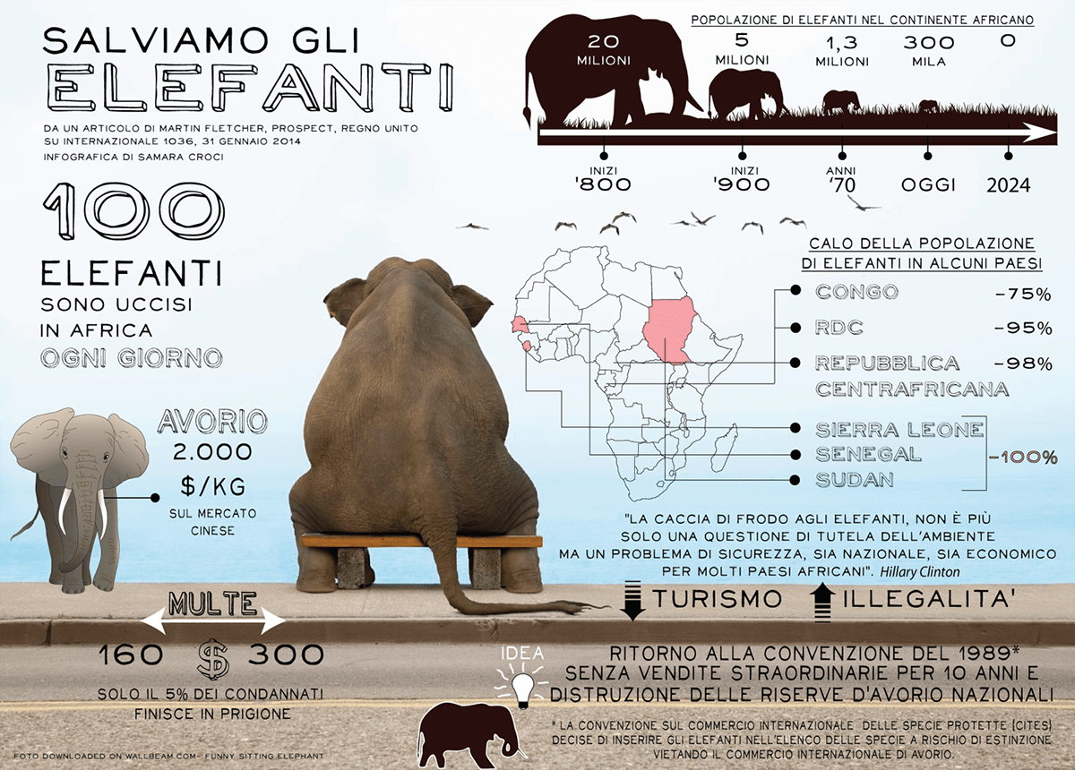 elefanti elephants infographic