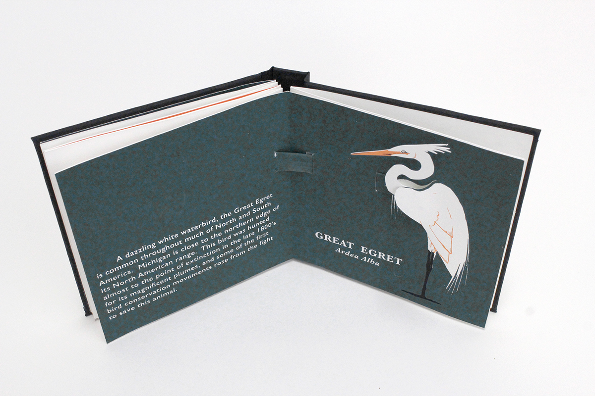 birds Bookbinding pop-up book waterbird Michigan egret heron duck swan mallard Wood duck Paper Engineer cut out